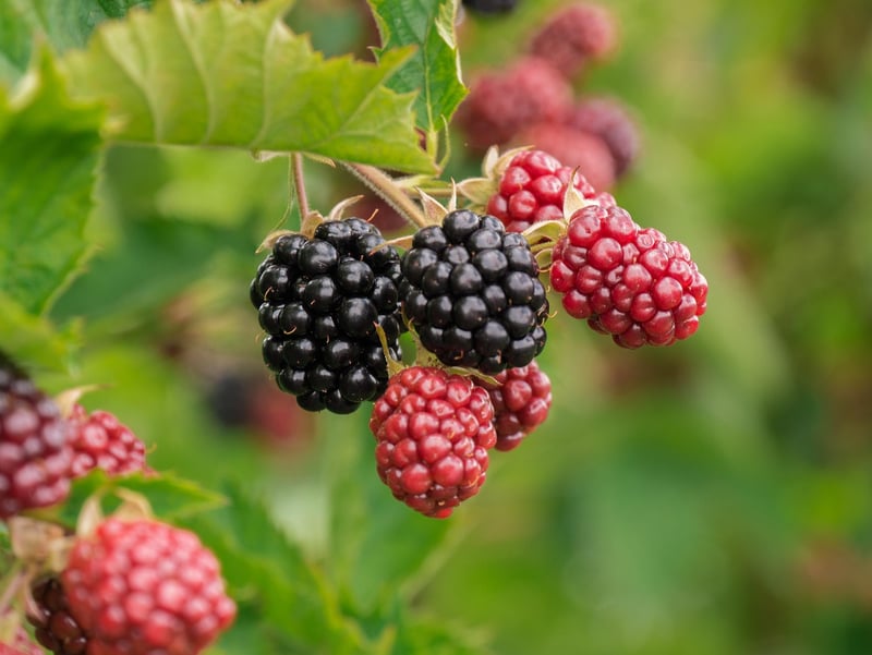 Virtual Tasting Image